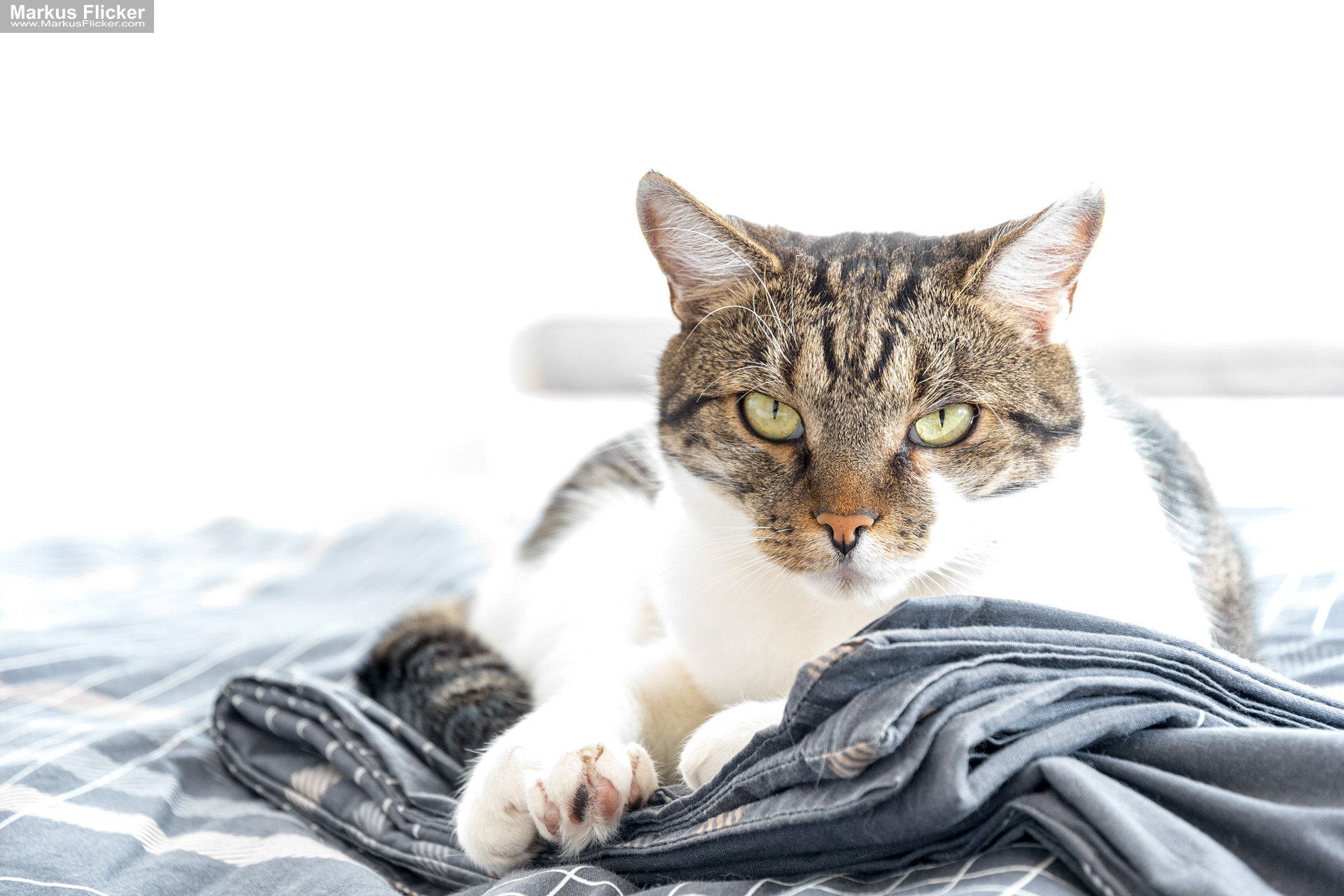 Tierfotografie leicht gemacht: Profi-Tipps für atemberaubende Bilder von Hund, Katze & Co inkl. 37 Profi-Tipps & Tricks