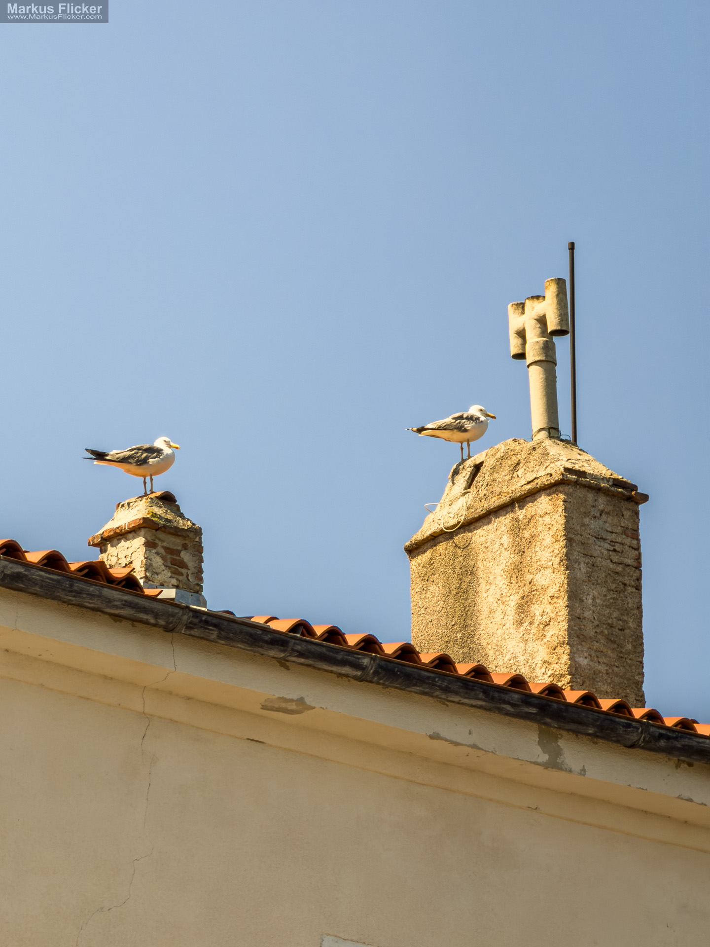 Poreč Istrien Kroatien: mediterranes Lebensgefühl an der Adria Poreč Istrien Kroatien: mediterranes Lebensgefühl an der Adria Altstadt