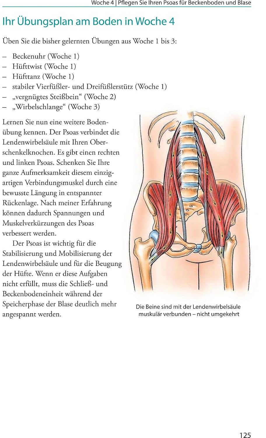 Blase in Balance: Das ganzheitliche Übungsprogramm gegen Reizblase, Inkontinenz, chronische Blasenentzündung, Unterbauchschmerzen, Hüft- und Rückenbeschwerden, Kieferdysbalance ... von Sabine Irmer Blase in Balance: Das ganzheitliche Übungsprogramm gegen Reizblase, Inkontinenz, chronische Blasenentzündung, Unterbauchschmerzen, Hüft- und Rückenbeschwerden, Kieferdysbalance ... von Sabine Irmer